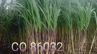 Top sugarcane variety in தமிழ் நாடு [upl. by Calvinna]