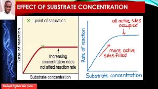 Effect Of Substrate Concentration [upl. by Akeemaj]