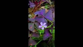 Oxalis triangularis [upl. by Herbie]