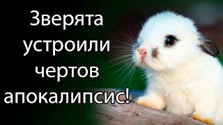 Зверята устроили чертов апокалипсис   Anarcute [upl. by Htirehc]