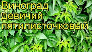 Виноград девичий пятилисточковый Краткий обзор описание характеристик parthenocissus quinquefolia [upl. by Ketti115]