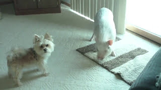 Hamlet the Mini Pig Gets Annoyed With His Friend Mindy [upl. by Annecorinne]