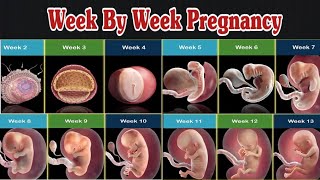 Pregnancy week by week  Pregnancy 140 weeks  Pregnancy  Fetus  Fetal Development [upl. by Gardas]