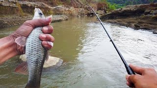 Umpan Gacor Mancing Nilem Babon Di Sungai Logawa LM17 [upl. by Zeiger914]