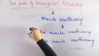 Two joint and multi joint muscle  Skeletal muscle functions biomechanics [upl. by Siroval237]