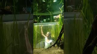 Experience the BEST Fun for Kids in VGP Aquarium Chennai [upl. by Jelena68]