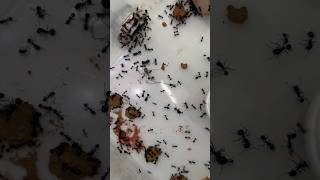 Ants Vs LIVING SPIDER [upl. by Cirdes898]