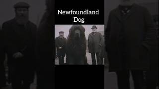 Newfoundland dog in 1623century 😱😱😱😱😱😱😱 popular shortfeed shorts [upl. by Ania875]