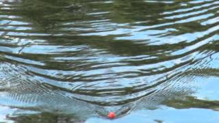 TFT Tremarella Angler 2015 Waldsee Reken  Folge 68 [upl. by Sturges127]