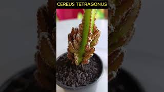 CEREUS TETRAGONUS Shorts 1586 plants suculentas plantas [upl. by Odawa]