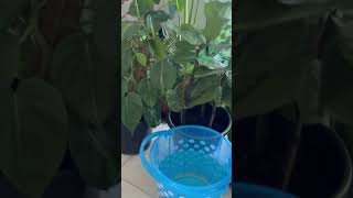 UAEPlantCareVacation home uae vacation plantcare ion [upl. by Adalai]