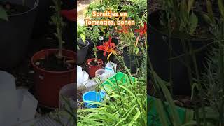 Spruitjes en 🍅 tomatillos bonen gardening tuinieren [upl. by Neelahtak]