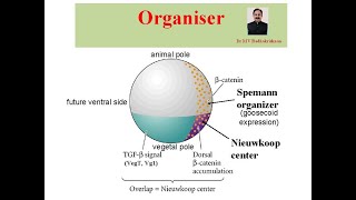 Organiser in Developmental Biology [upl. by Benildas]