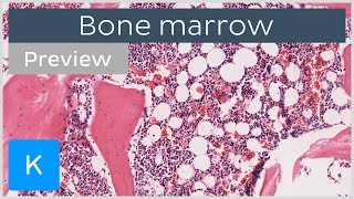 Bone marrow location and labeled histology preview  Kenhub [upl. by Giliane]