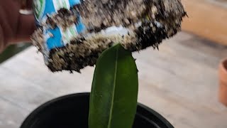 Desert Rose Propagation by Leaves After 2 Months Resultsleafpropagation [upl. by Lucho422]