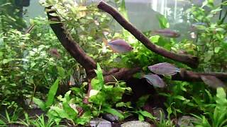 Dwarf Neon Rainbowfish displaying territorial breeding behavior [upl. by Nefets]