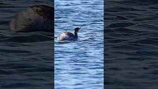 distant footage of a black necked grebe seen at longham lakes in Dorset shorts birds wildlife [upl. by Temple]