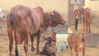 👍पहलेlactation की ExcellentSahiwal👌Big Udder 9812158812🌟AHLAWAT Dairy Farm 🙏 [upl. by Rrats856]