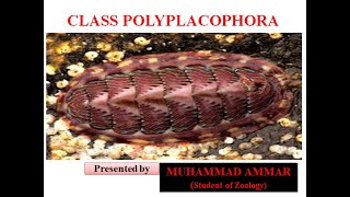 Class PolyplacophoraChitons [upl. by Christenson]