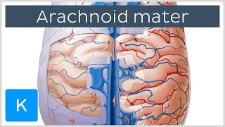 Arachnoid Mater Brain Layer  Human Anatomy  Kenhub [upl. by Arehc]