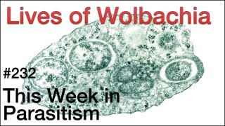 TWiP 232 Lives of Wolbachia [upl. by Anilesor]