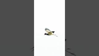 उड़ती हुई टिटहरी की आवाज़  The Sound of A Flying Lapwing [upl. by Ynnal]