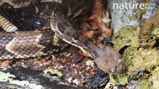 Timber rattlesnake Crotalus horridus drinking during rainstorm Maryland USA [upl. by Yenohtna]