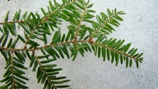 Introduction to Identification and Ecology of Northeastern Conifers [upl. by Alo235]