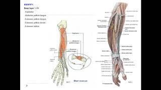 lab Brachium and Antebrachium [upl. by Aranaj]