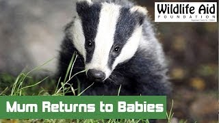 Injured Badger is Reunited with her Babies Happy Emotional Film [upl. by Thorlay]