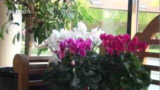 Cyclamen  plantation et entretien  Truffaut [upl. by Nahsaj]