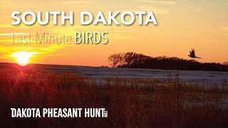 South Dakota Pheasant Hunting LastMinute Birds Limit [upl. by Nilyam]