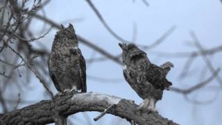 Hooting Great Horned Owls after dusk [upl. by Vania]