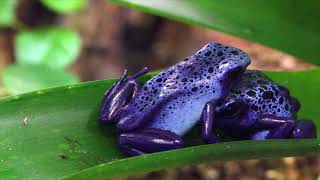 Frogs Croaking Sound 1HOUR [upl. by Cain]