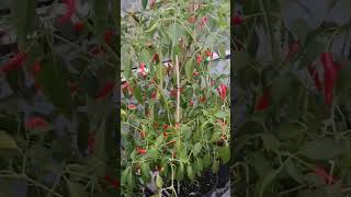 piri piri update sept 20 zone 4b northern Ontario Canada [upl. by Vez]