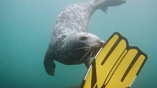 Lundy Island Dive Trip [upl. by Obrien]