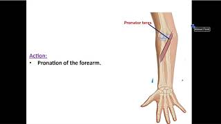 Muscles of the Front of Forearm [upl. by Judsen]