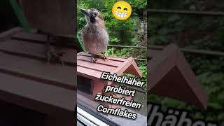 🐦 Eichelhäher probiert einen zuckerfreien Cornflakes birds jay [upl. by Otes]