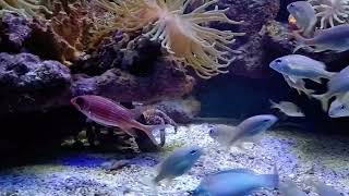 Oceanario  Islas del Rosario  Cartagena  Colombia [upl. by Nylecyoj851]