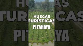 Así es el cultivo cosecha e inversión de la PITAHAYA fruta del dragón 🐍🌵Conocen su producción [upl. by Niran]