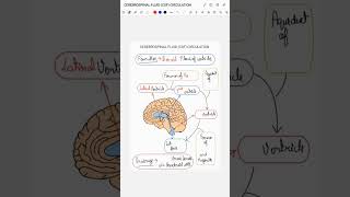 CEREBROSPINAL FLUID CSF CIRCULATION [upl. by Yorel]