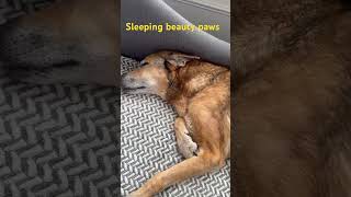 German shepherd is in deep sleep  sleeping beauty paws germanshepperd [upl. by Nelrac]