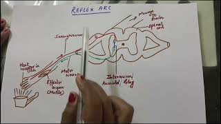 What is Reflex Arc [upl. by Alarice622]