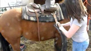 How to western saddle your horse [upl. by Orferd25]