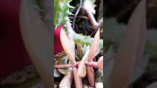 Huernia en tronquito florecida 😍 cactus 🌵 suculentas 💚 [upl. by Geno]