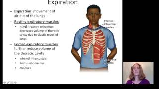 Lecture 20 Respiratory System [upl. by Brill325]