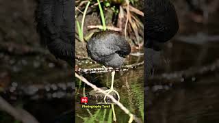 Moorhen nature short wildlife RG Photography Tamil [upl. by Susejedesoj100]