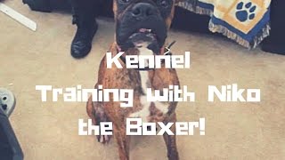 Dog Kennel Training with Niko the Boxer [upl. by Lledniuq]