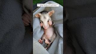 This family rescued a baby opossum from danger and gave it a warm home animalshorts [upl. by Laddie687]