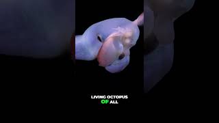 Explore the Depths Meet the Dumbo Octopus [upl. by Notgnillew783]